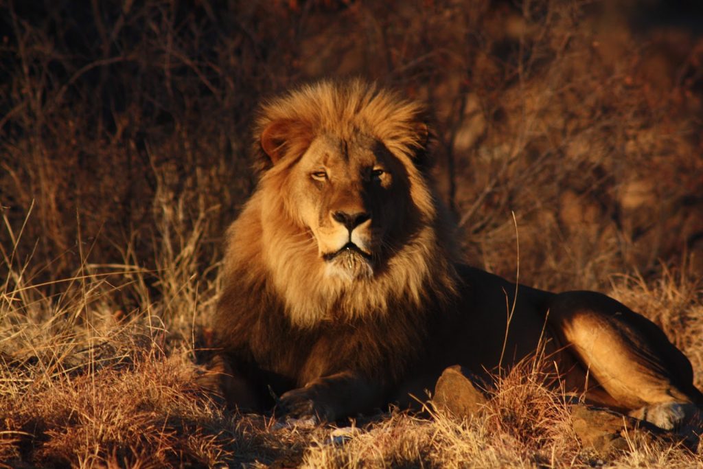 lion-on-the-savannah