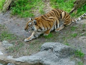 tiger ready pounce